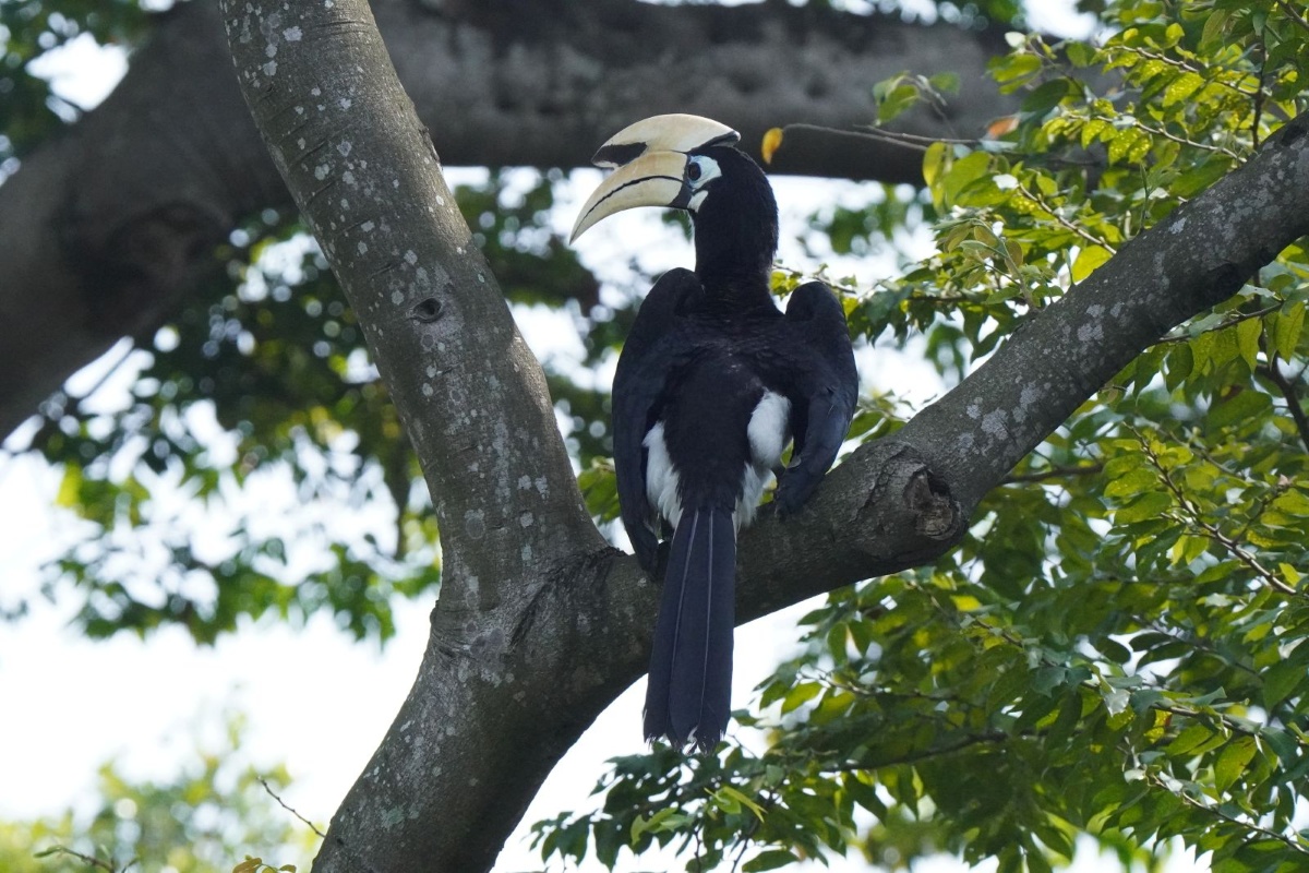 シンガポールで撮影したOriental Pied Hornbill（シロクロサイチョウ）