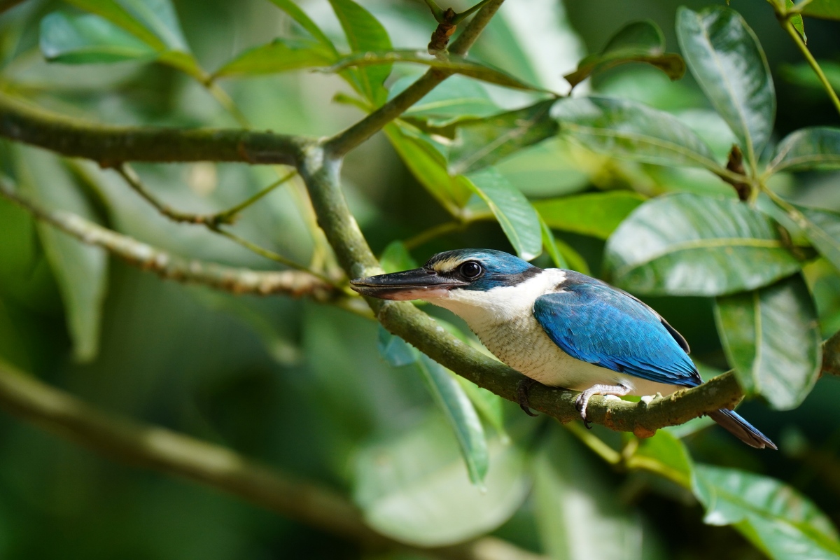 シンガポールで撮影したナンヨウショウビン（野鳥写真）