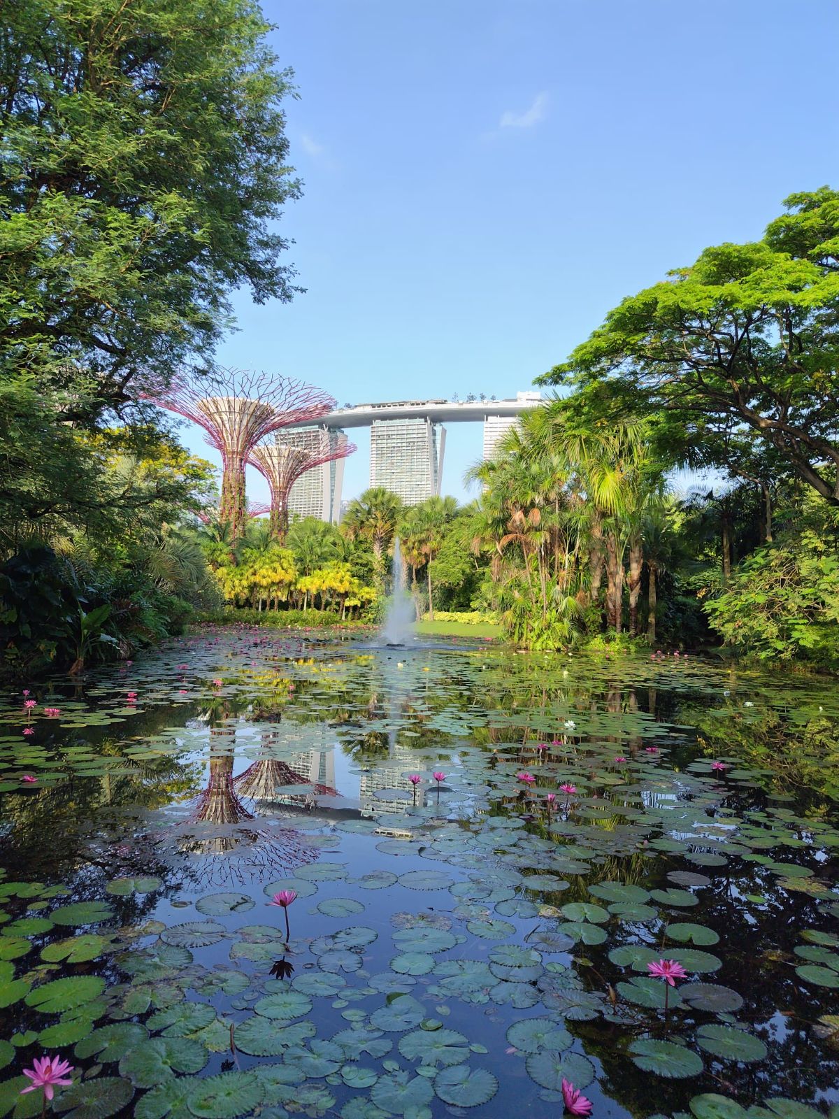 シンガポールで野鳥観察ができる自然豊かな都市風景　 撮影：筆者（シンガポール）