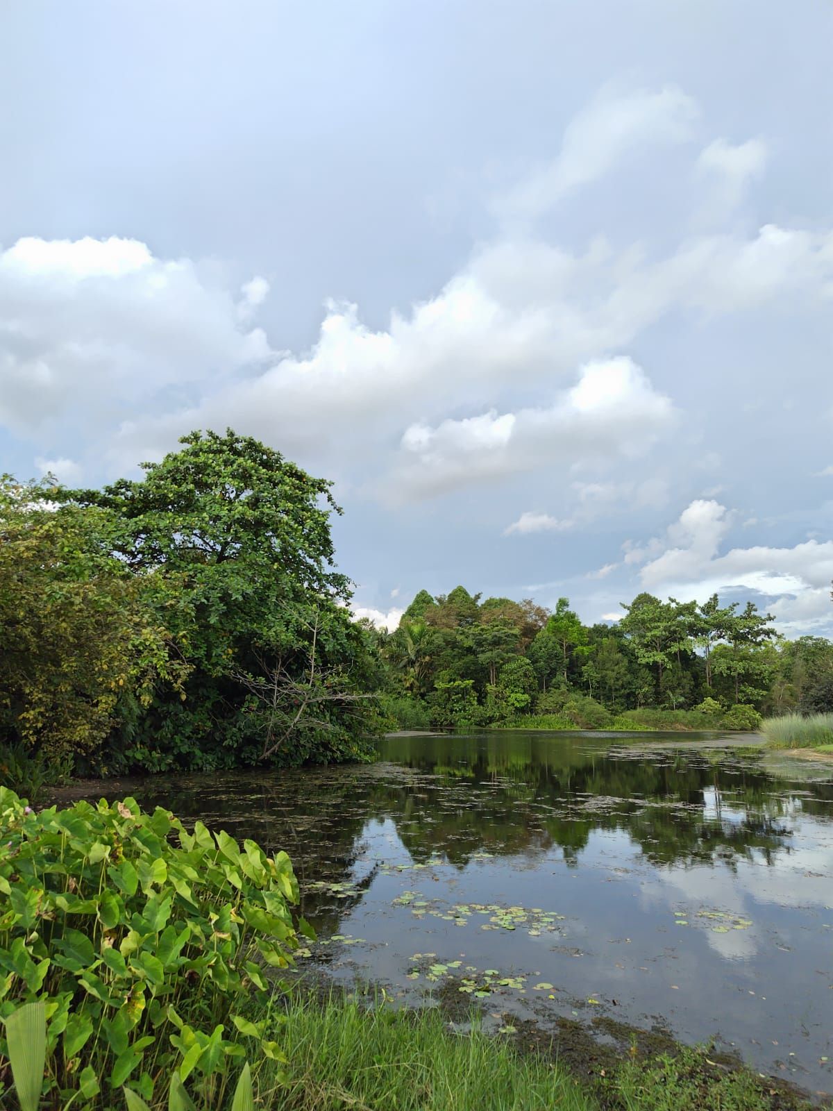 Singapore Botanic Gardens シンガポール 代表的な野鳥 観察ガイド
