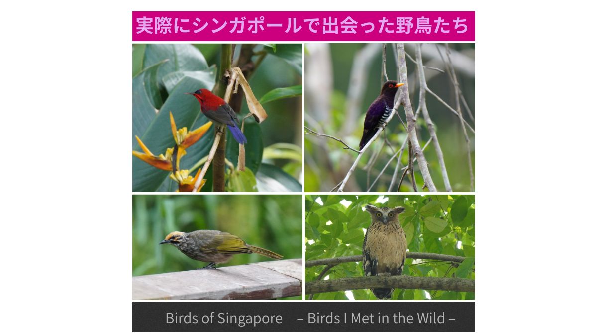 シンガポールで観察した代表的な野鳥たち（Crimson Sunbird、Violet Cuckoo、straw-headed bulbul,、Buffy Fish Owl ） 撮影：筆者（シンガポール）