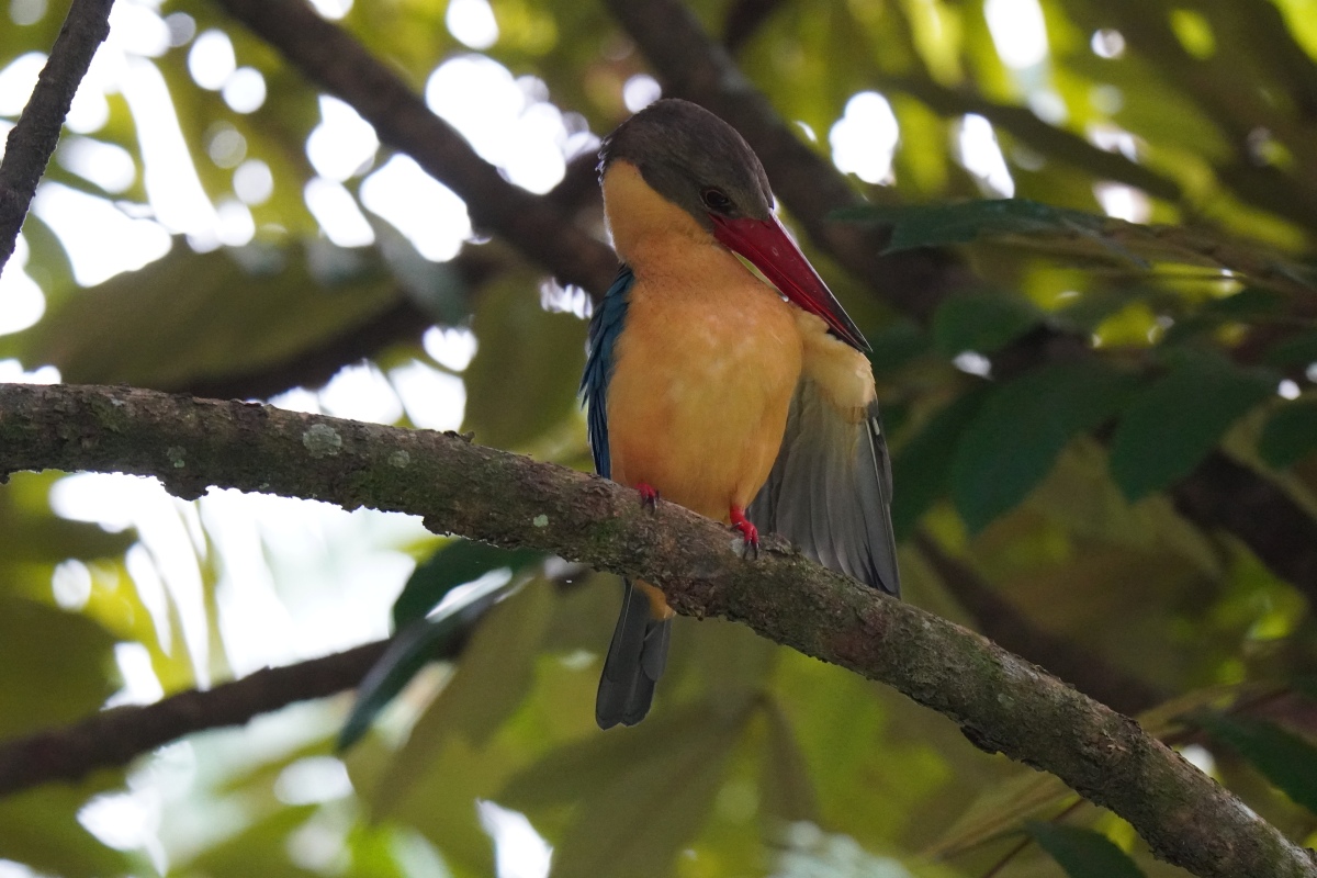 シンガポールで撮影したstork-billed-kingfisher（コウハシショウビン）です。