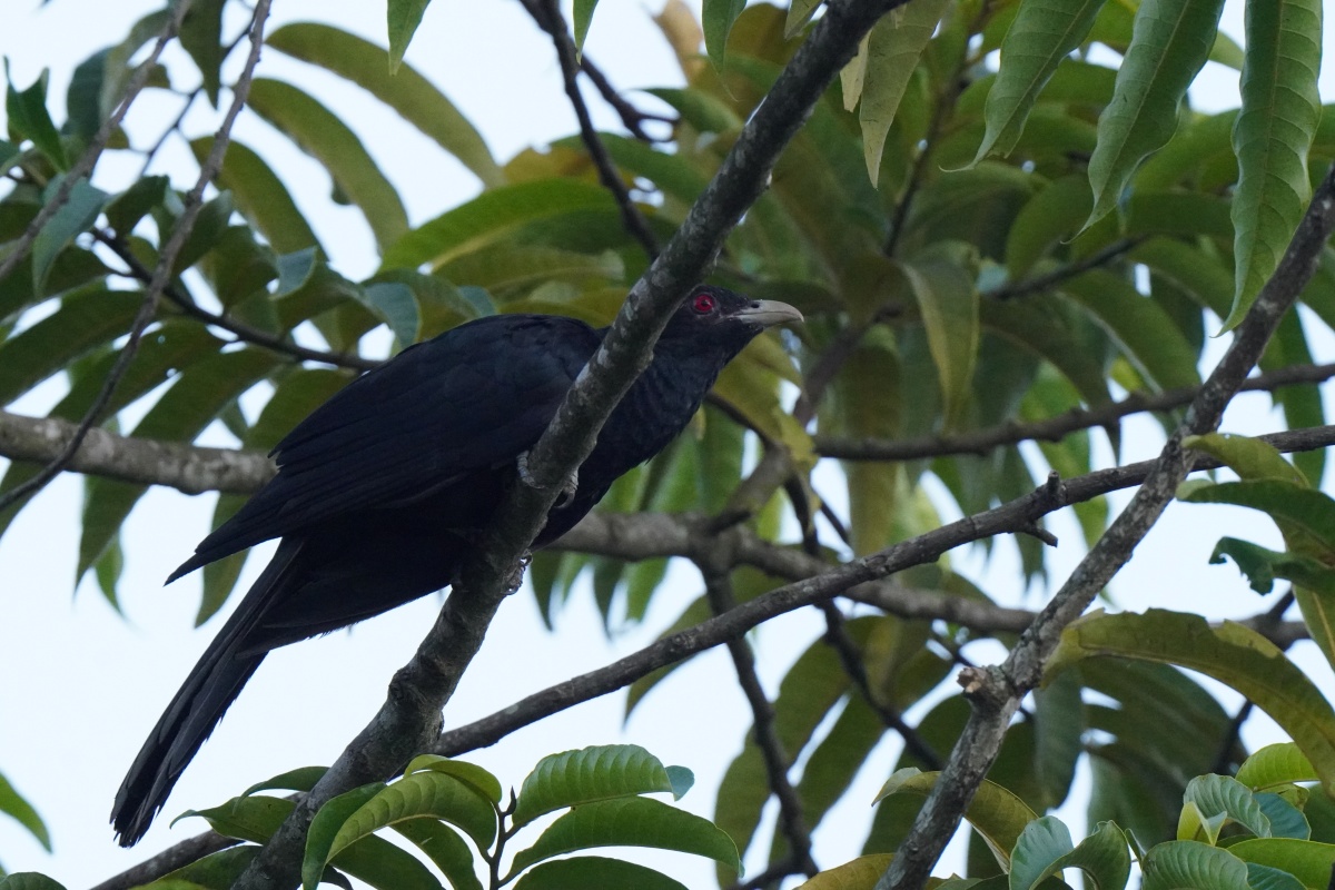 シンガポールのJurong Lake Gardensで撮影したAsian Koel（オニカッコウ）です。