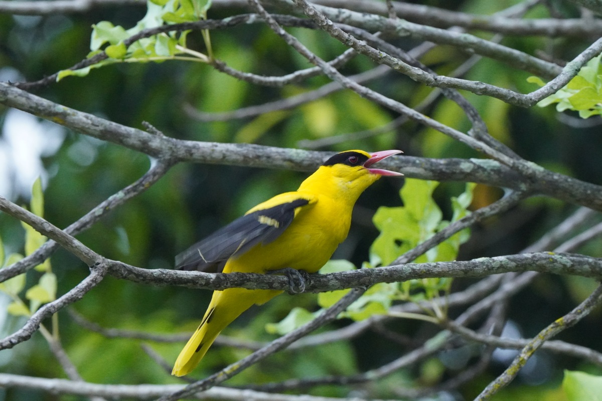 Black-naped Oriole Singapore