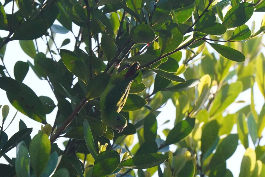 シンガポールで撮影したBlue-crowned Hanging Parrot（サトウチョウ）です。