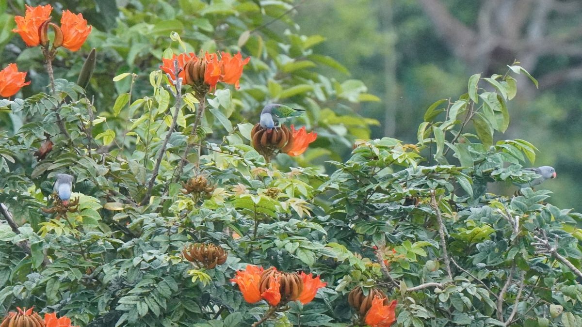 Blue-rumped Parrot シンガポール Central Catchment Nature Reserve Blue-rumped Parrot Singapore distant view