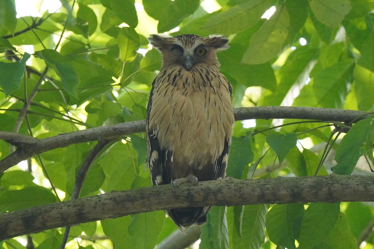 シンガポールで撮影しBuffy Fish Owl（マレーウオミミズク）です。