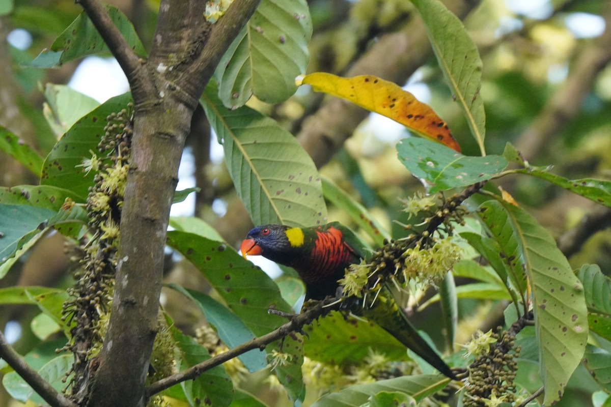 ゴシキセイガイインコ シンガポール 色鮮やかなロリキート Coconut Lorikeet Singapore lorikeet nectaring flowers