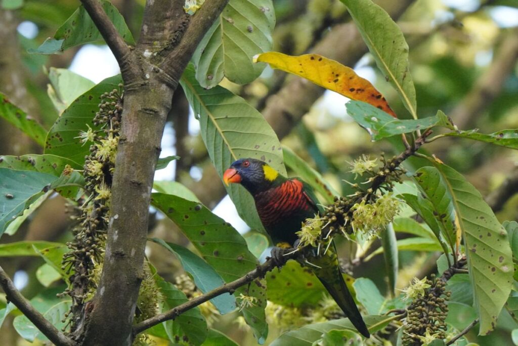 シンガポールで撮影したCoconut Lorikeetです。
