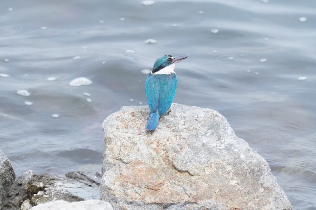 Coney Islandの海辺周辺で撮影したCollared Kingfisher