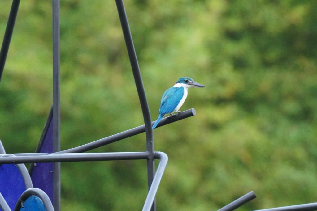 Collared-kingfisherがGardens-by-the-bayのオブジェにとまっているところをシンガポールで撮影