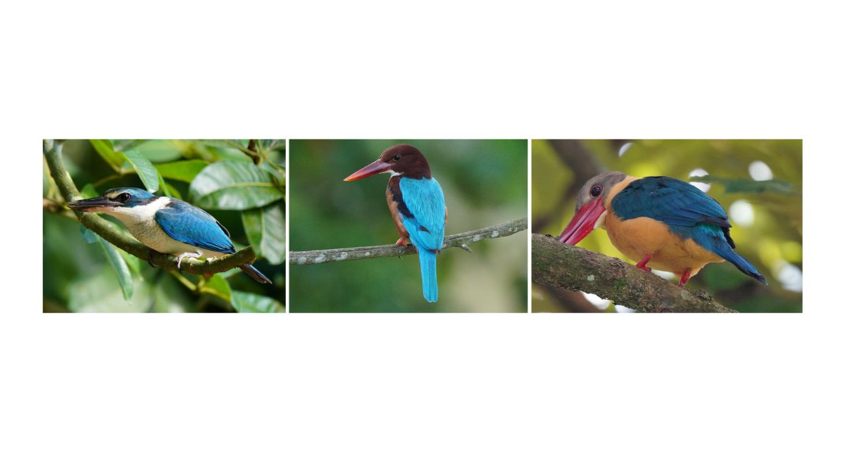 シンガポールで撮影した3種のカワセミ、collared kingfisher, white-throated kingfisher, stork-billed kingfisher。