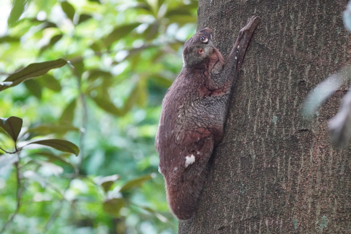 シンガポールのhindhede-nature-parkで撮影したcolugo(マレーヒヨケザル）。