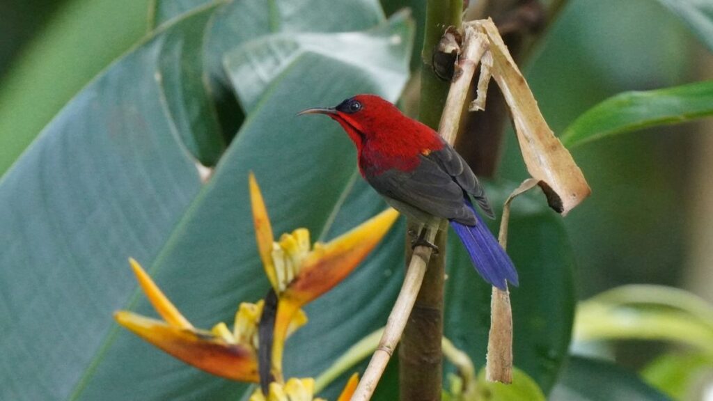 実際に出会ったシンガポールの野鳥たち｜写真で紹介する代表種