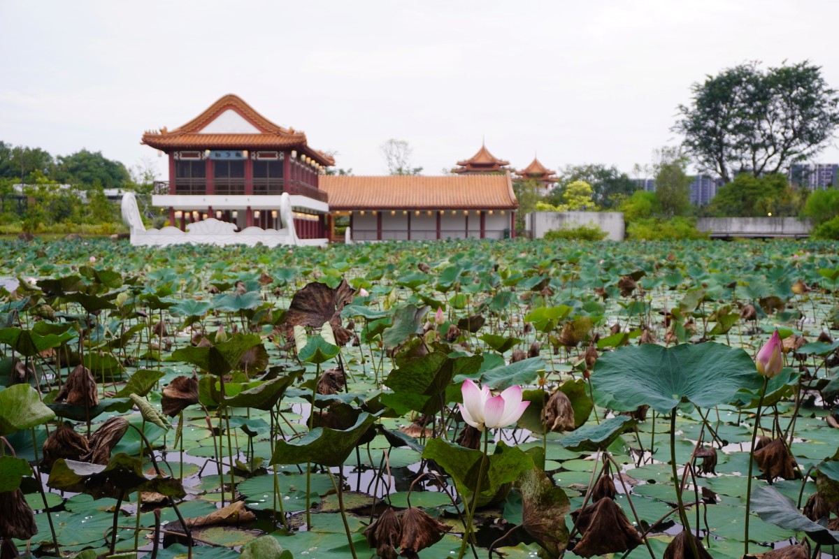Jurong Lake Gardens シンガポール 代表的な野鳥 湖畔の観察スポット