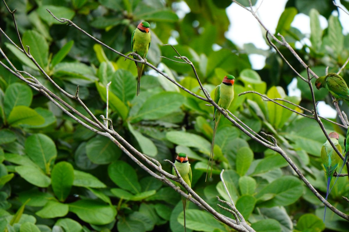 オナガダルマインコ シンガポール 樹上にとまるインコ Long-tailed Parakeet Singapore slender parakeet