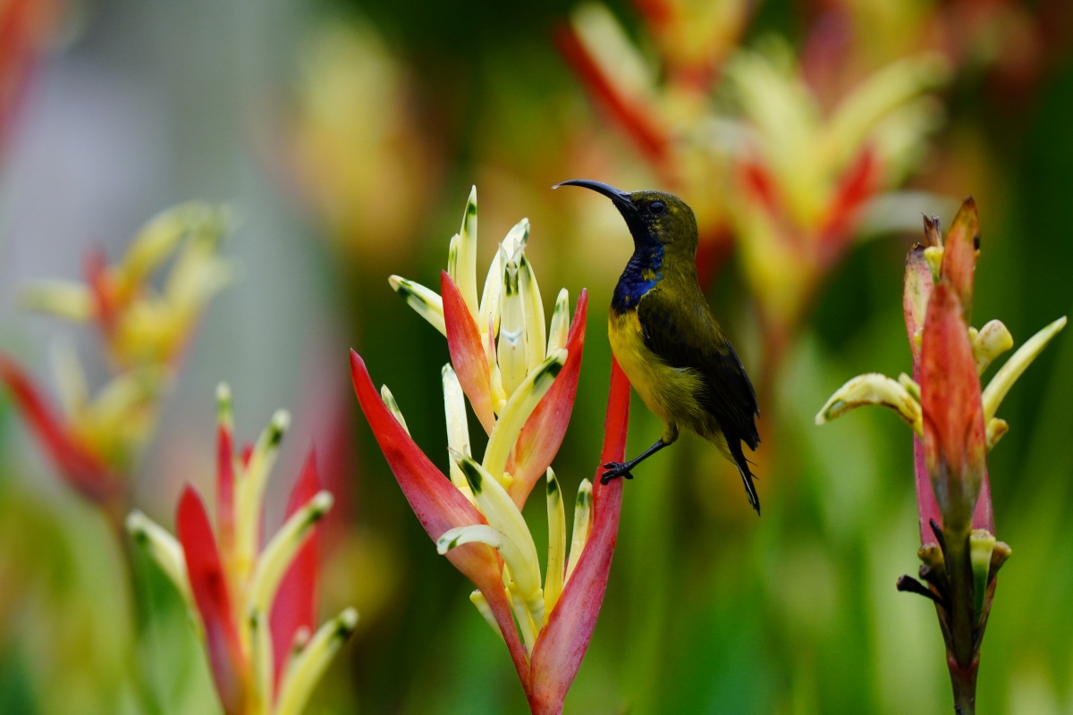 Olive-backed Sunbird Singapore