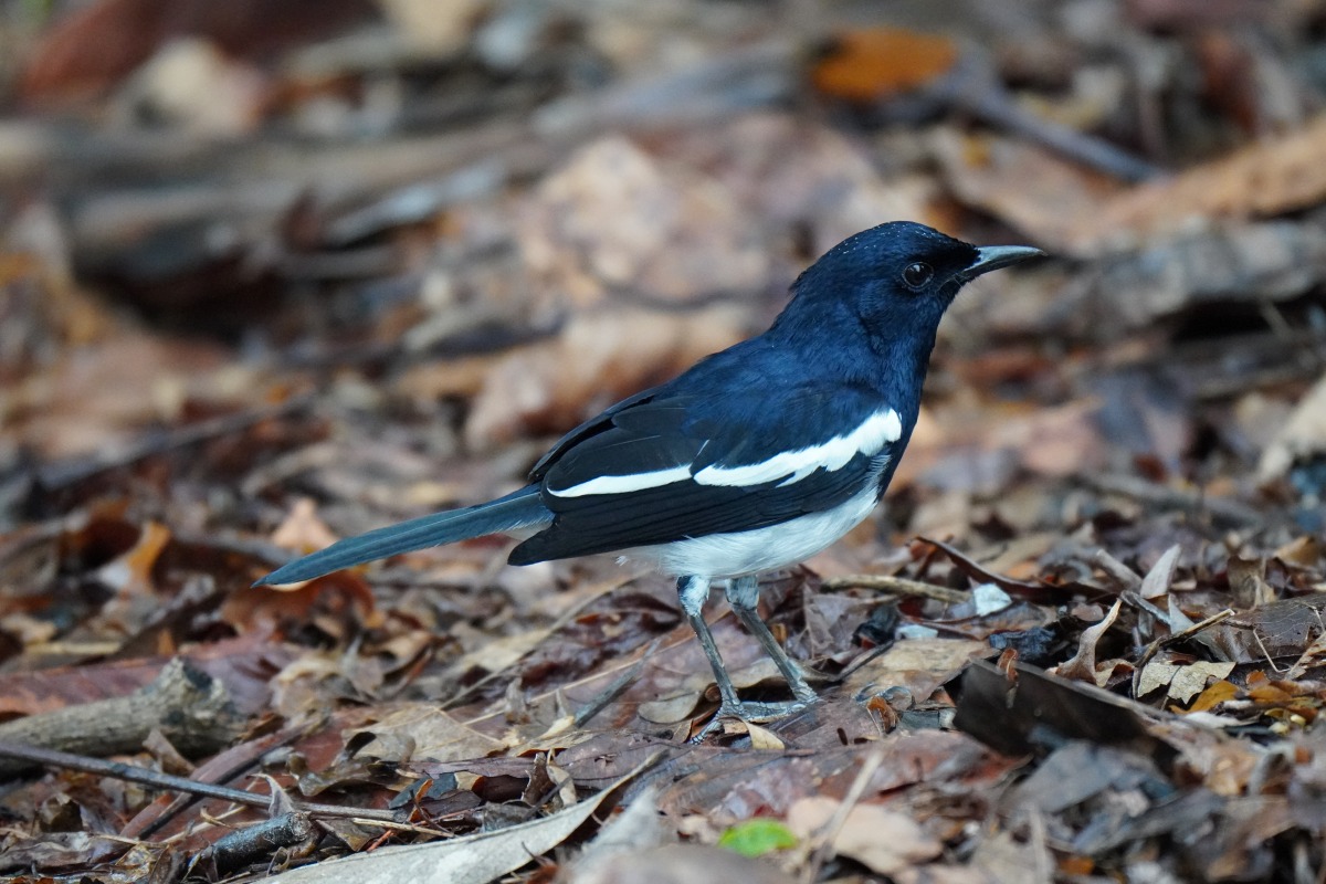 Oriental Magpie Robin singing in Singapore Botanic Gardens