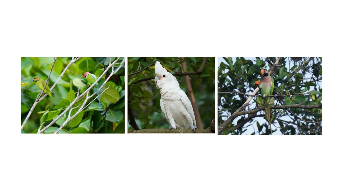 シンガポールで見られるインコ・オウム類（Red-breasted Parakeet、Long-tailed Parakeet、Coconut Lorikeet など）