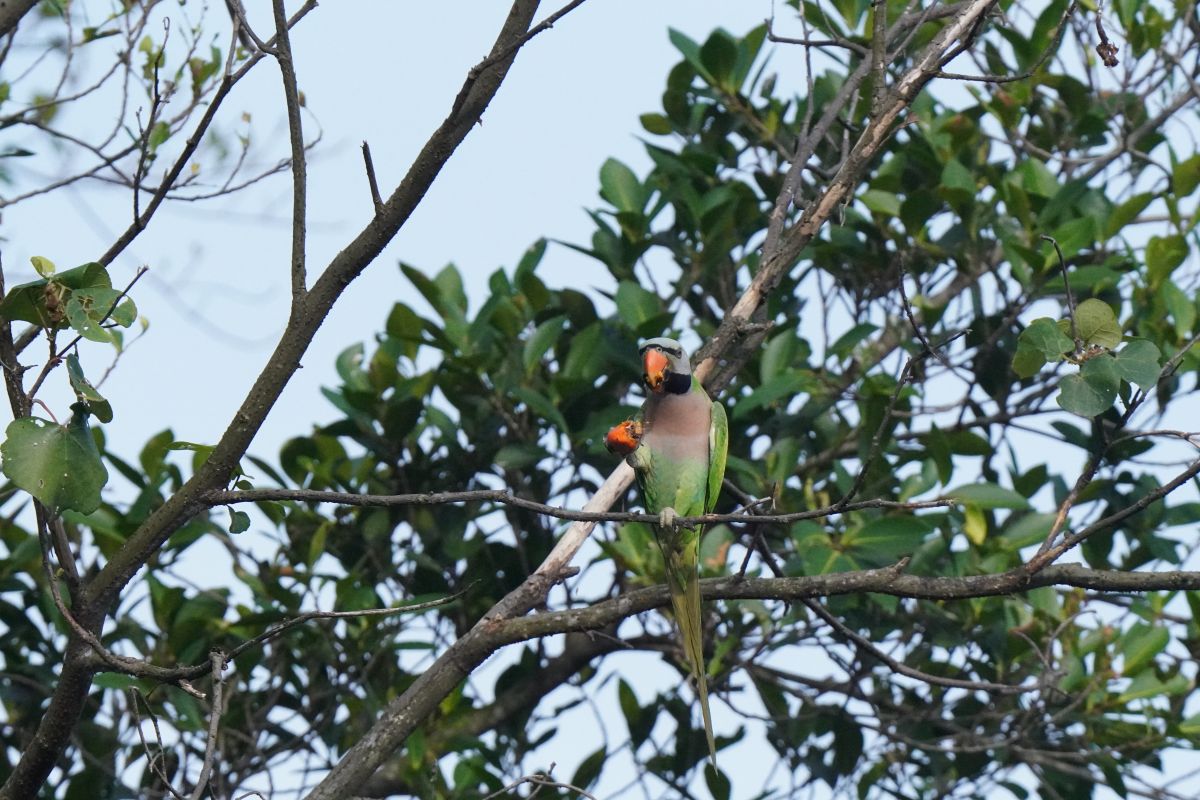 シンガポールで撮影したダルマインコ。都市部で見られるインコ。Red-breasted Parakeet Singapore flock