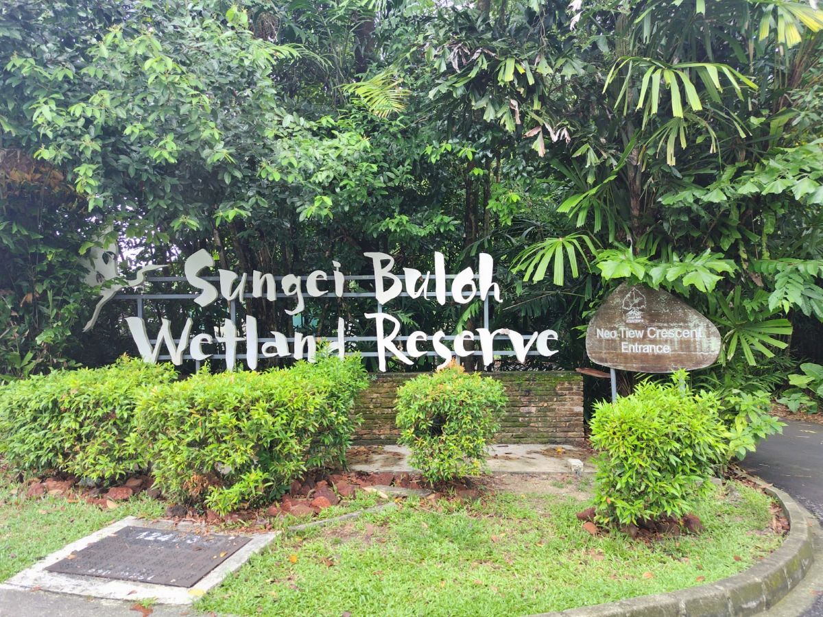 Sungei Buloh Wetland Reserve シンガポール 野鳥観察 湿地保護区