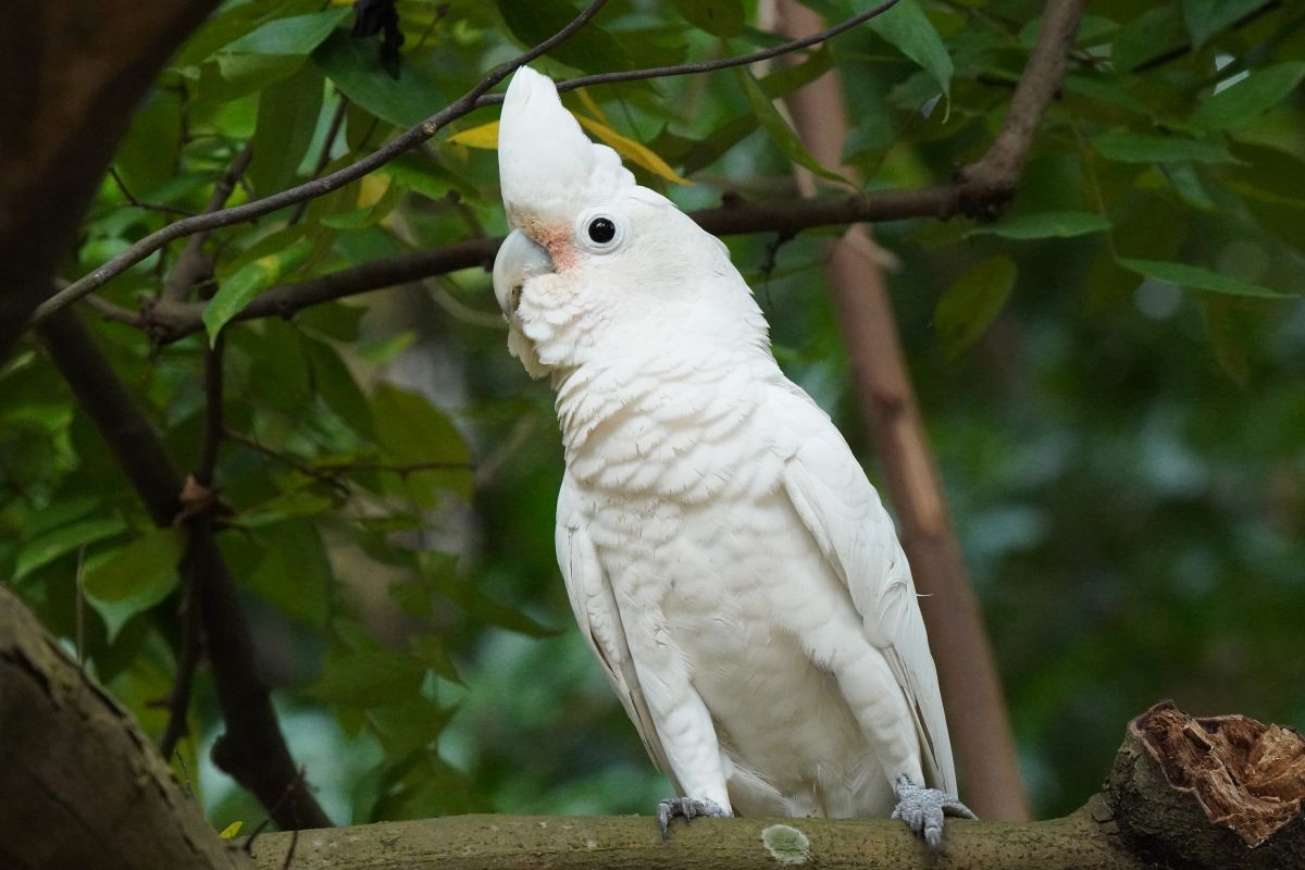 シロビタイムジオウム シンガポール 白い小型のオウム Tanimbar Corella Singapore introduced cockatoo