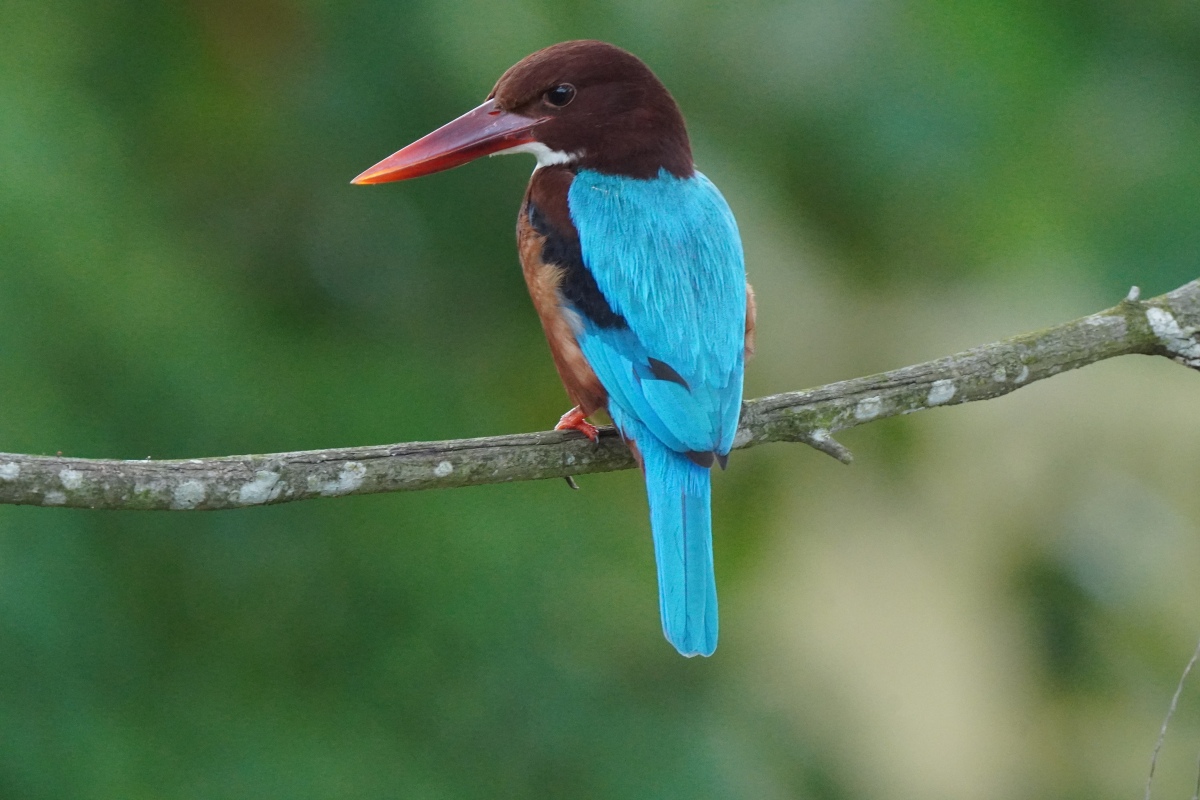 シンガポールで撮影したWhite-thoated-kingfisher（アオショウビン）です。