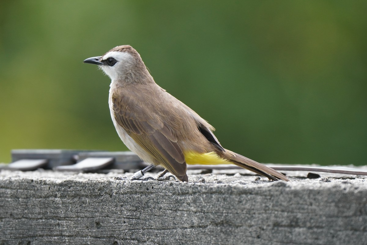 Yellow-vented Bulbul Singapore